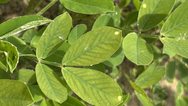 Early phase of manganese deficiency