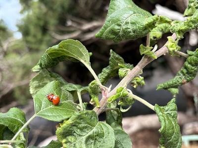 Adult ladybugs mating on apple tree