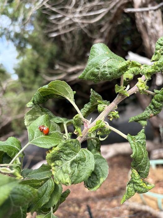 Adult ladybugs mating on apple tree