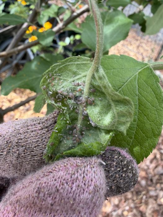 Aphids on apple leaves