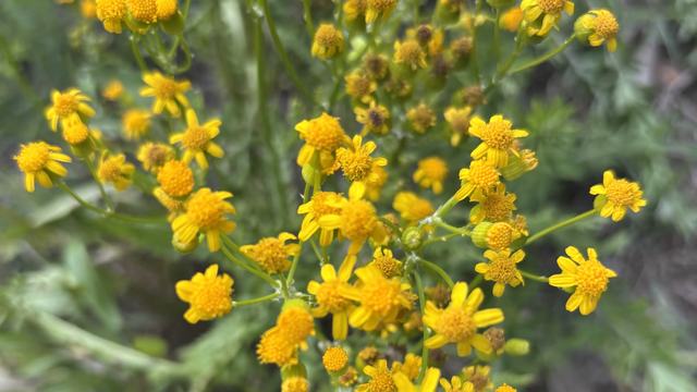 fertilize bougainvillea plant NutriStar Bougainvillea