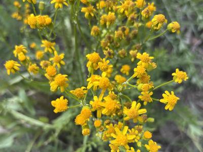 Photo of Small's Ragwort