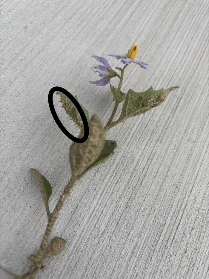Horsenettle with circled spines
