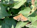 Bollworm moth on cotton leaf