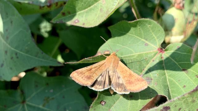 Bollworm moth on cotton leaf