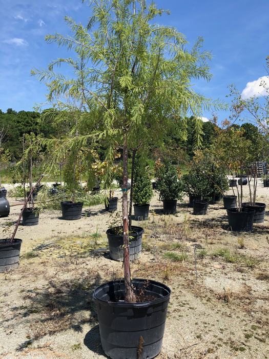 If you are looking for a new tree to plant, local nurseries have a great selection of trees that are well adapted to our coastal climate like this bald cypress. Photo courtesy of Amy Mead