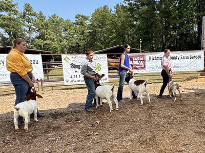 4-H youth showing goats at the Richmond County livestock show