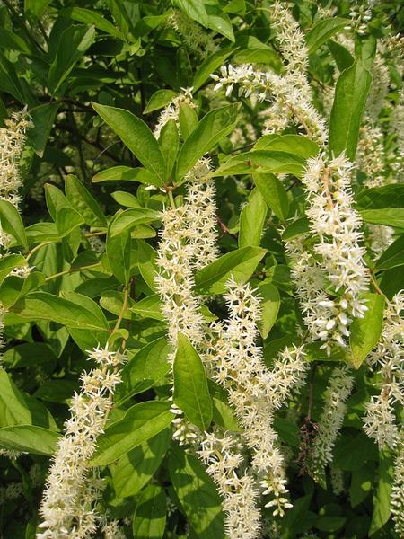 Virginia Sweetspire