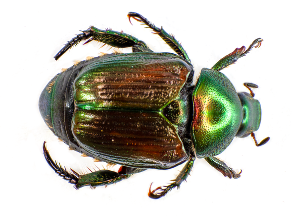 Figure 1. Japanese beetle adult