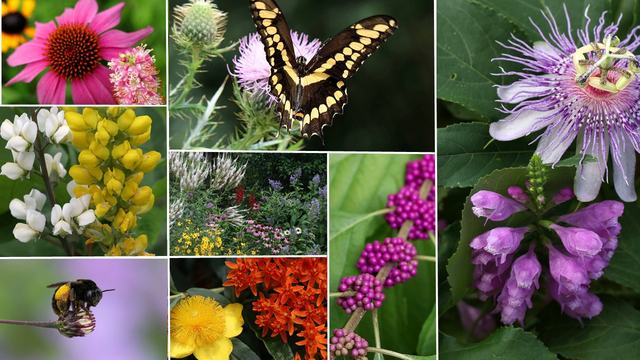 collage of flowers and pollinators