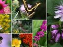 collage of flowers and pollinators
