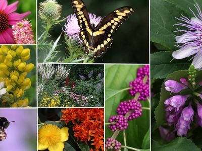 collage of flowers and pollinators