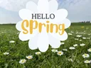 A field of daisies with "Hello Spring" in the center.