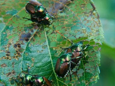 Japanese-beetles-Henderson-Co-1-e1656444770280.jpg