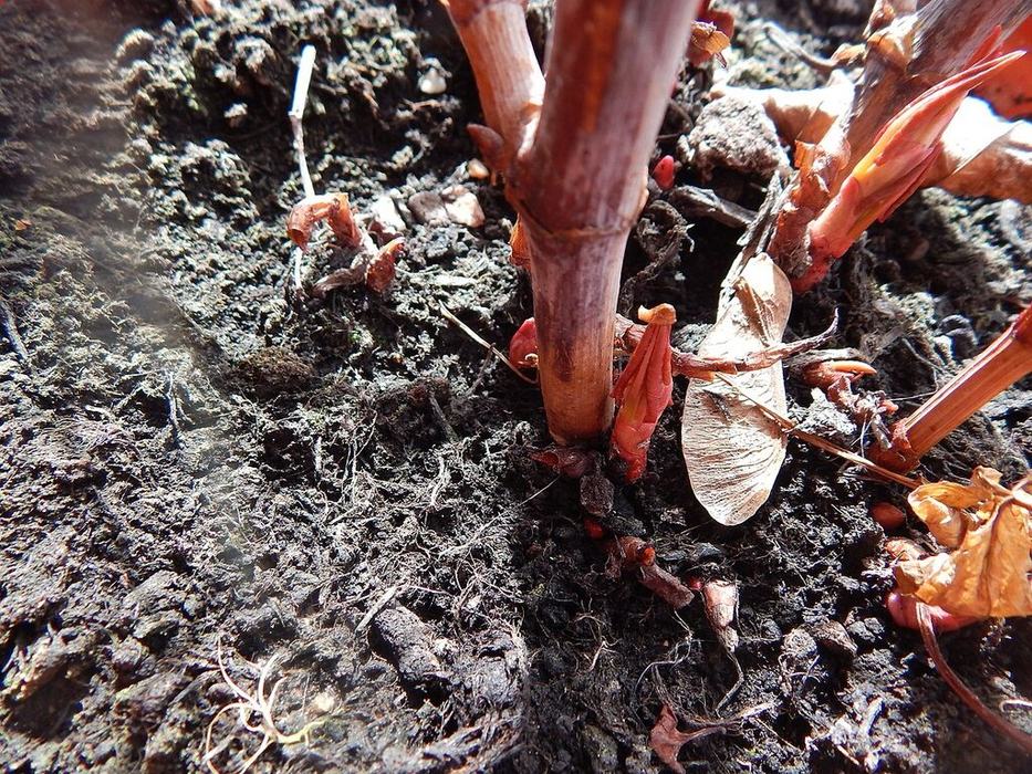 Red stems shown in photo are characteristic of Japanese knotweed. Stems in various stages of emergence in the spring are shown showcasing how underground rhizomes lead to the spread of this invasive plant.