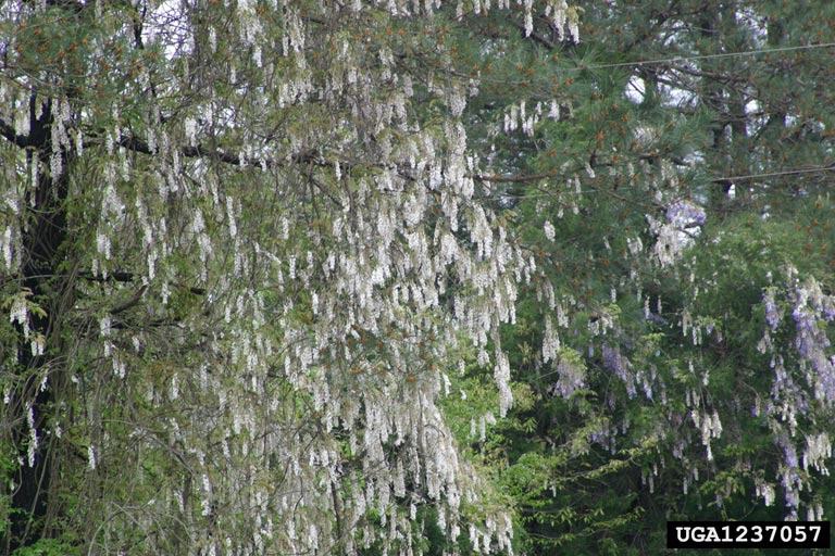 Wisteria: A Beautiful Beast in Our Forests - Lee County Center | N.C.  Cooperative Extension