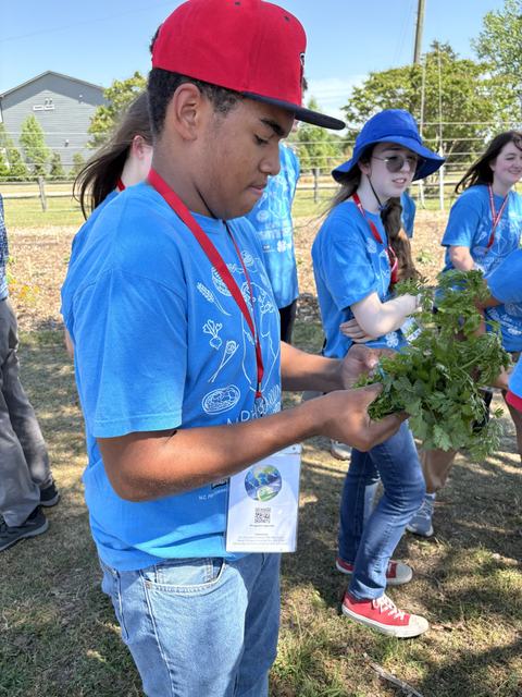 Teen youth at farm harvesting and bunching green cilantro
