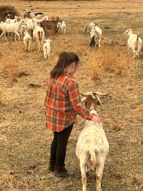 A young girl in a plaid shirt gently pets a horned goat while standing in a dry grassy field as a herd of white and brown goats grazes nearby.