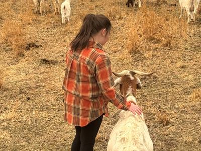 A young girl in a plaid shirt gently pets a horned goat while standing in a dry grassy field as a herd of white and brown goats grazes nearby.