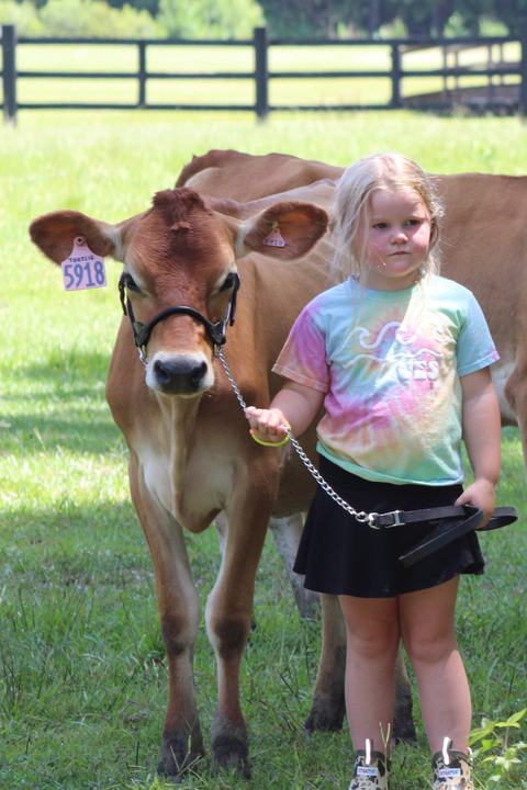 A young girl stands in a grassy field holding the chain lead of a brown cow wearing a halter and ear tag. She wears a pastel tie-dye shirt and black skirt, with a fence and trees behind them.