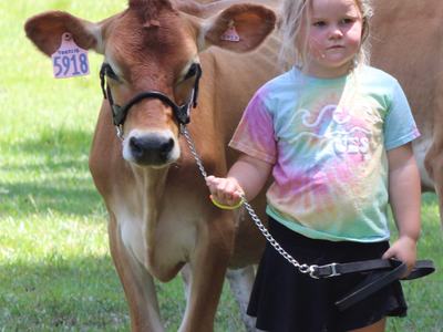 A young girl stands in a grassy field holding the chain lead of a brown cow wearing a halter and ear tag. She wears a pastel tie-dye shirt and black skirt, with a fence and trees behind them.