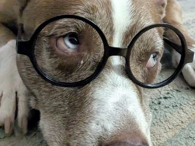 A brown-and-white dog lying on a rug wearing round black glasses, gazing upward with pale blue eyes and a white stripe down its snout.
