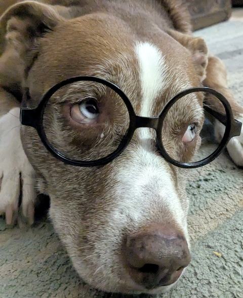 A brown-and-white dog lying on a rug wearing round black glasses, gazing upward with pale blue eyes and a white stripe down its snout.