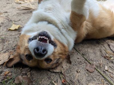A playful corgi lies on its back on dirt and fallen leaves, looking upside down at the camera with a goofy, toothy grin.
