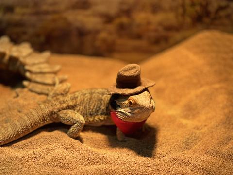 A bearded dragon rests on sandy ground wearing a tiny brown cowboy hat and a red bandana, bathed in warm golden light.