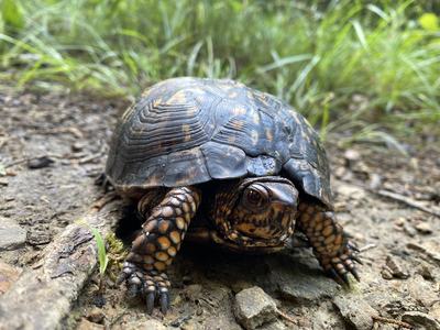 Close-up of a box turtle on a forest path, showing its domed, patterned shell and orange-speckled legs and head, surrounded by dirt, rocks and green grass.