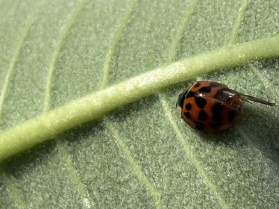 Macro photo of an orange-red ladybug with black spots resting near the central vein on a textured green leaf.