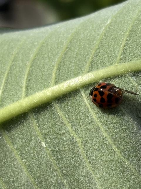 Macro photo of an orange-red ladybug with black spots resting near the central vein on a textured green leaf.