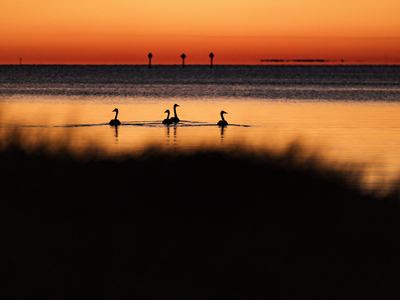 Silhouetted swans glide across calm water at sunset, warm orange sky and reflections framed by a dark shoreline in the foreground.