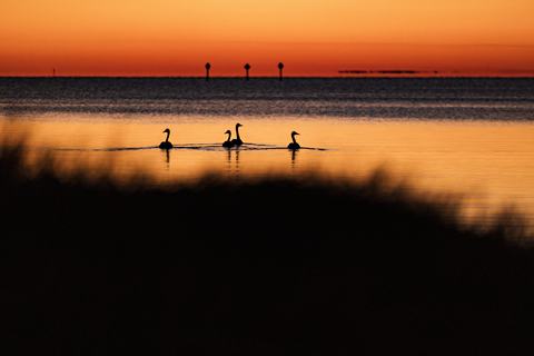 Silhouetted swans glide across calm water at sunset, warm orange sky and reflections framed by a dark shoreline in the foreground.