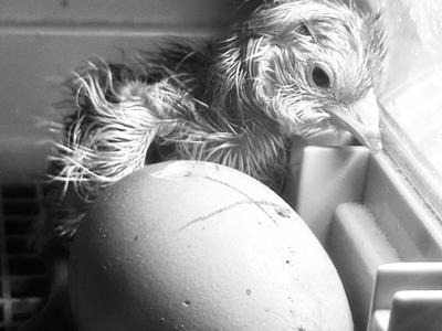 A newly hatched, wet chick nestles beside an unhatched egg inside an incubator, its damp feathers clinging to its body as it leans against the container wall.