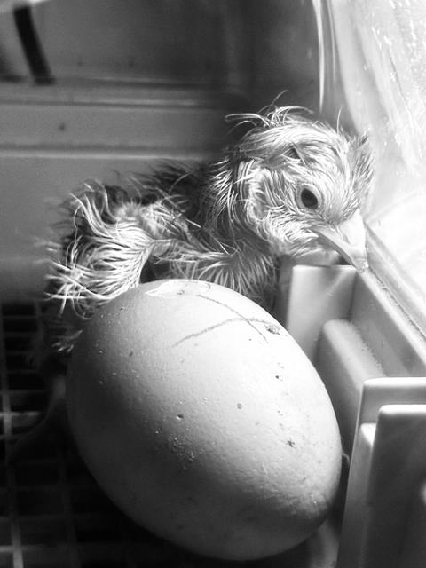 A newly hatched, wet chick nestles beside an unhatched egg inside an incubator, its damp feathers clinging to its body as it leans against the container wall.