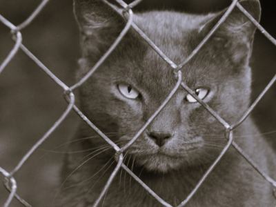 Monochrome photo of a gray cat staring intently through a chain-link fence, its face framed by the diamond-shaped links.