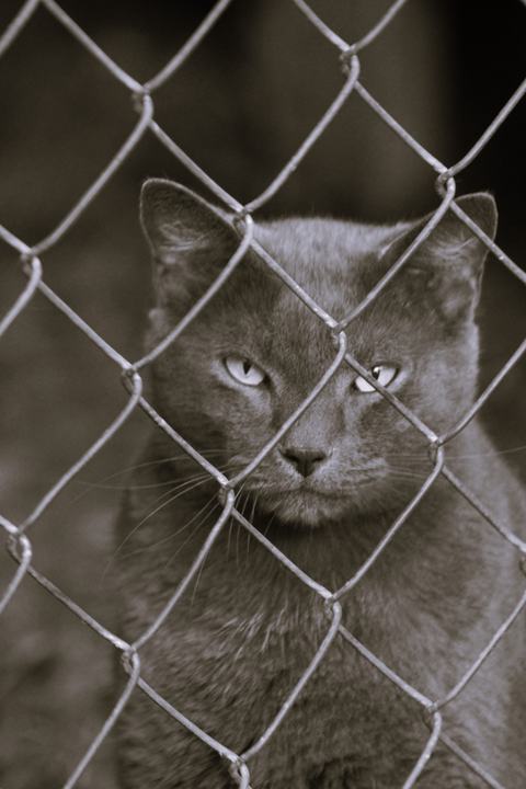 Monochrome photo of a gray cat staring intently through a chain-link fence, its face framed by the diamond-shaped links.