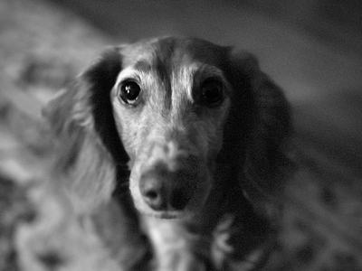Black-and-white close-up of a long-haired dachshund gazing up with big, soulful eyes while sitting on a patterned rug; shallow depth of field softly blurs the background.