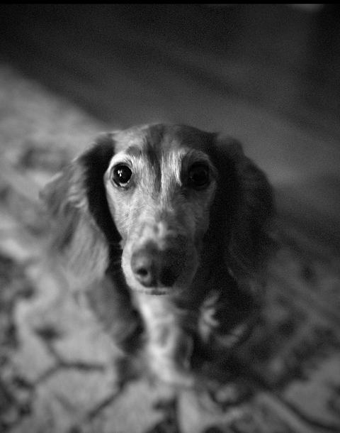 Black-and-white close-up of a long-haired dachshund gazing up with big, soulful eyes while sitting on a patterned rug; shallow depth of field softly blurs the background.