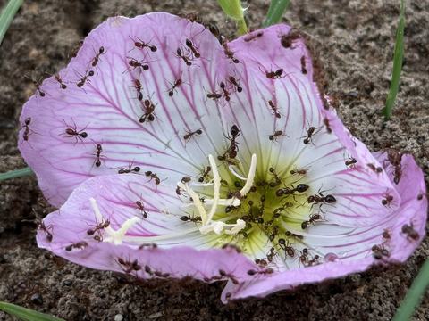 Close-up of a pink-and-white blossom resting on sandy soil, its pale stamens and veined petals swarming with dozens of tiny reddish-brown ants crawling across the flower.