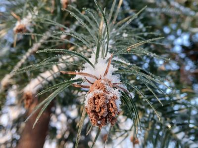 Close-up of a small pine cone dusted with fresh snow, nestled among long green pine needles with a soft, blurred forest background.