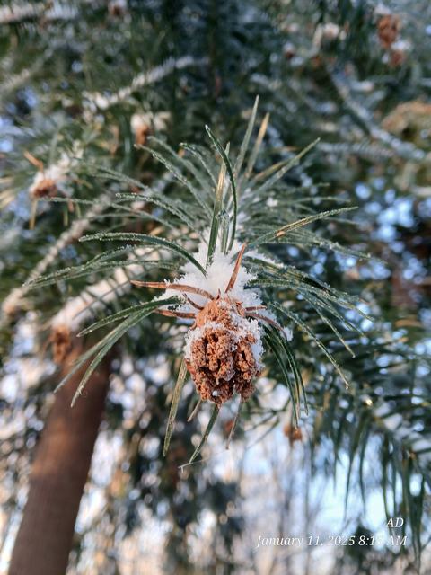 Close-up of a small pine cone dusted with fresh snow, nestled among long green pine needles with a soft, blurred forest background.