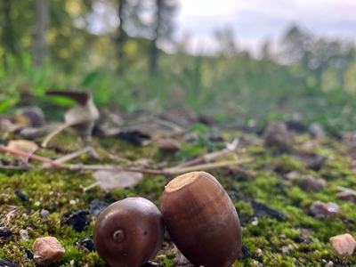 Low-angle close-up of two acorns resting on mossy ground dotted with pebbles, set against a softly blurred forest and cloudy sky.