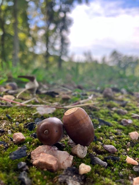 Low-angle close-up of two acorns resting on mossy ground dotted with pebbles, set against a softly blurred forest and cloudy sky.