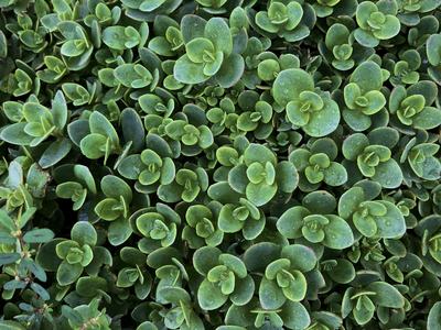 Close-up of dense green groundcover of small rosette succulents with rounded leaves and dewy texture.
