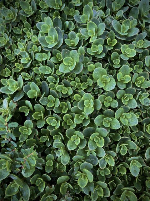 Close-up of dense green groundcover of small rosette succulents with rounded leaves and dewy texture.