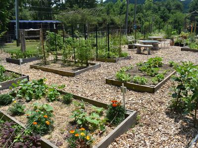 Multiple raised bed gardens with mulch between them.