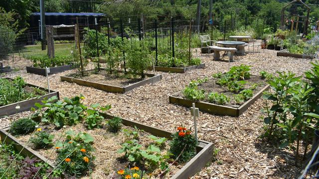 Multiple raised bed gardens with mulch between them.