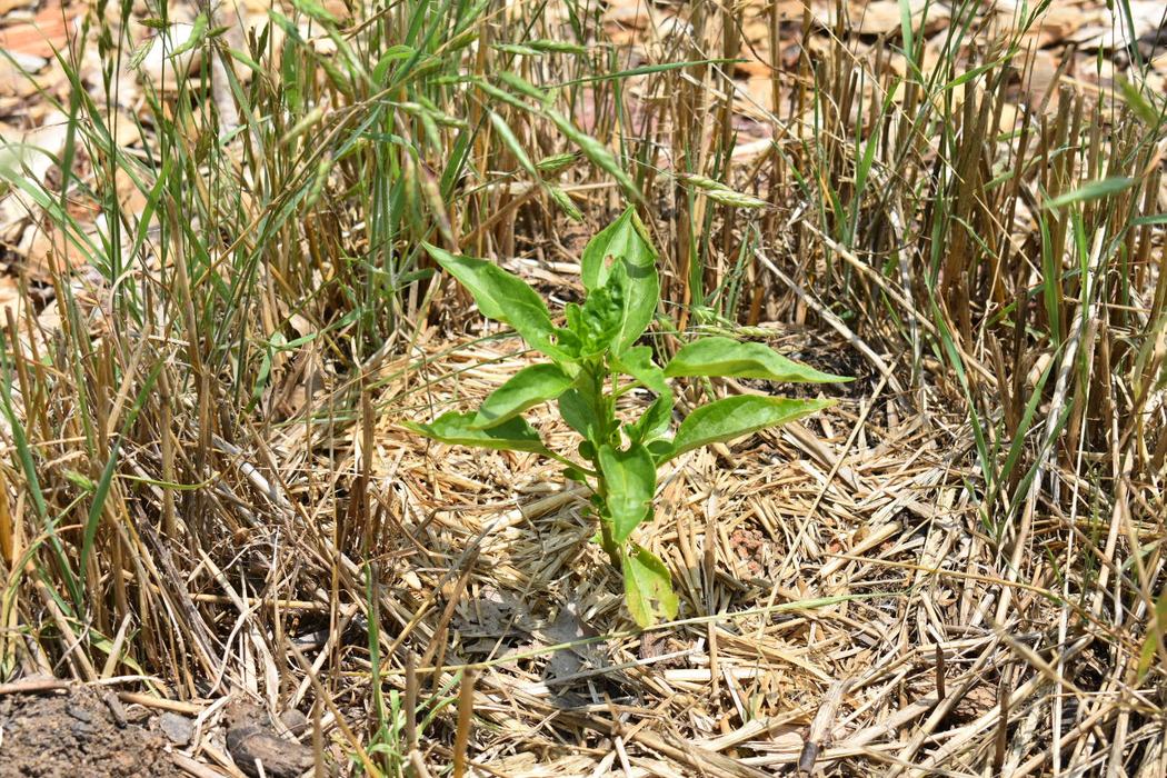 Shishito pepper plant growing in winter rye cover crop.